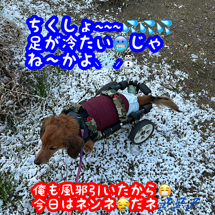 おはようございます👋
どぉやら昨日の冷え込みでみっちの地元も初雪を観測したようです⸜❄️⸝⛄️
みっち自身もお袋からモロに風邪😷を食らった様なので今日は1日寝込んで過ごそうかと思います💦💦💦
皆さんの地元はどぉですか❓