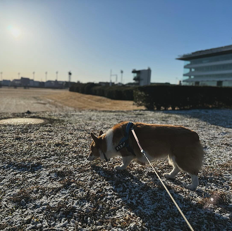 競馬場は雪かと思う程の霜。氷も堪能しました。