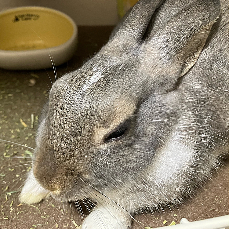 撫で終わりのあめちゃん。
最近毛の色が変わってきました。