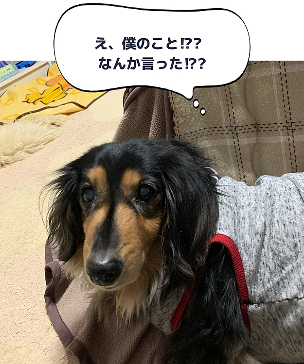 機嫌よう寝てるのに なんなんよとおっしゃってますww(笑)ww