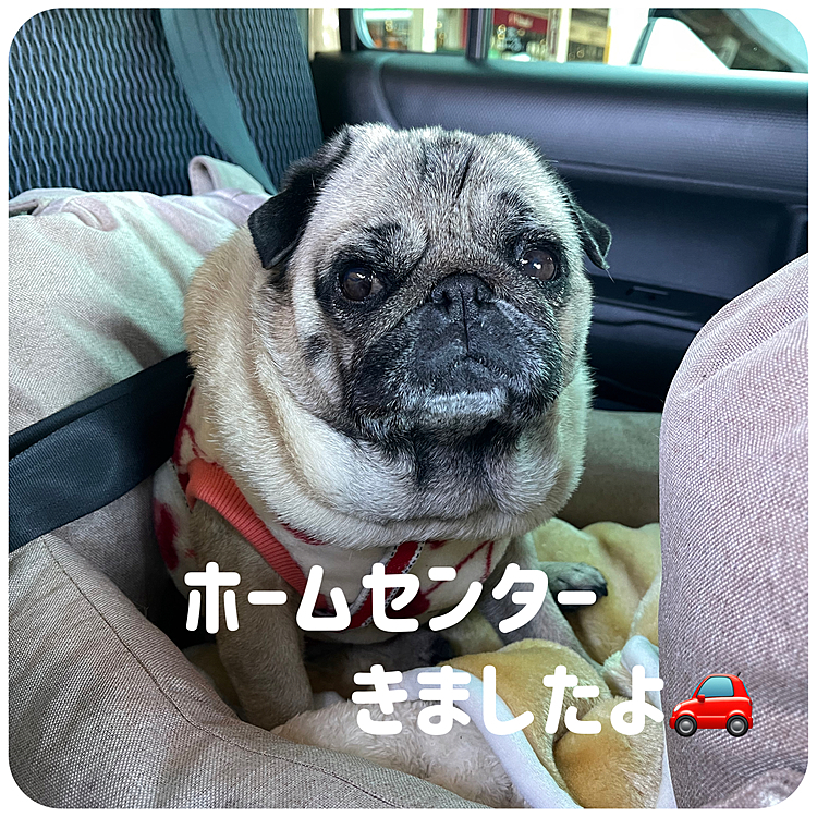 早速いつものホームセンターへお買い物🚗🐾💨