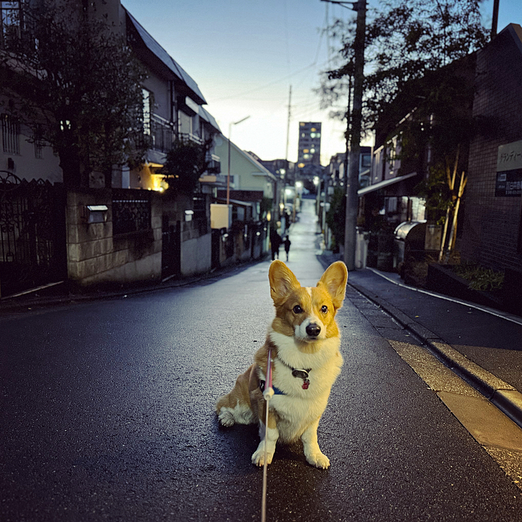 朝が雨でお散歩行けず☂️夕方はストレス発散の爆走でした。