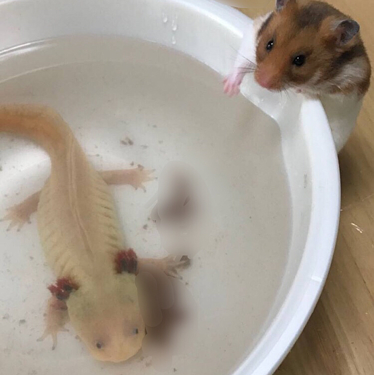 未知なる遭遇(ﾟ∀ﾟ　)