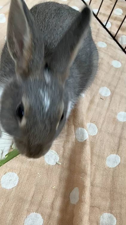 久しぶりの青パパイヤの茎、喜んでくれて良かったです☺️