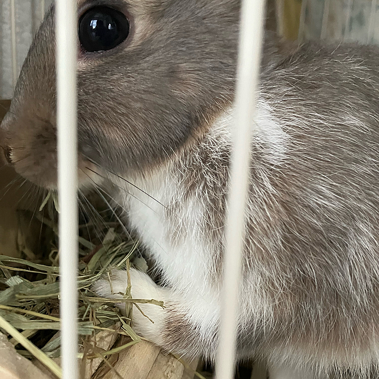 最近のあめちゃんは、牧草に手を入れて食べていました🤭