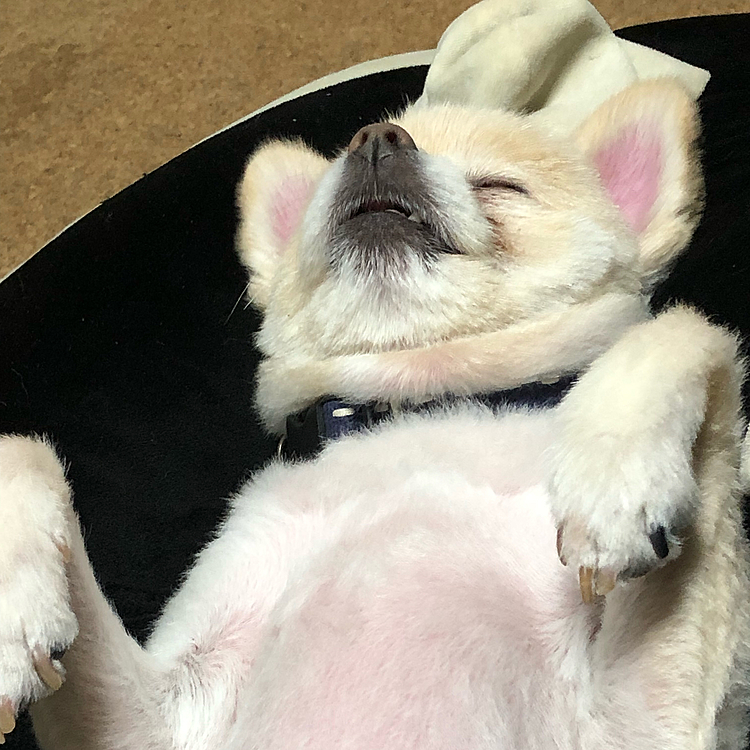 爆睡（笑）
(*_ _)zzZ(●´ω`●)