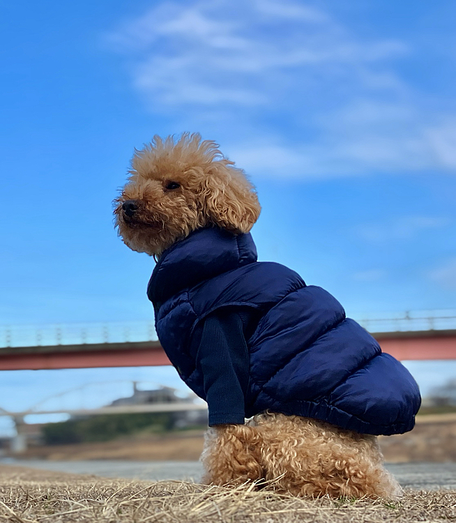 土曜日

今週散髪と思ってたのですが、2週間後だった。
帰宅後、飼主がちょっとチョキチョキ✂️



↓

