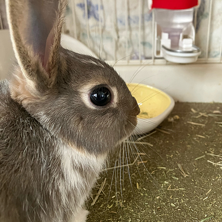 掃除機をかけていましたが、音にビックリしたあめちゃん。
目がパッチリ開いて可愛いです💕