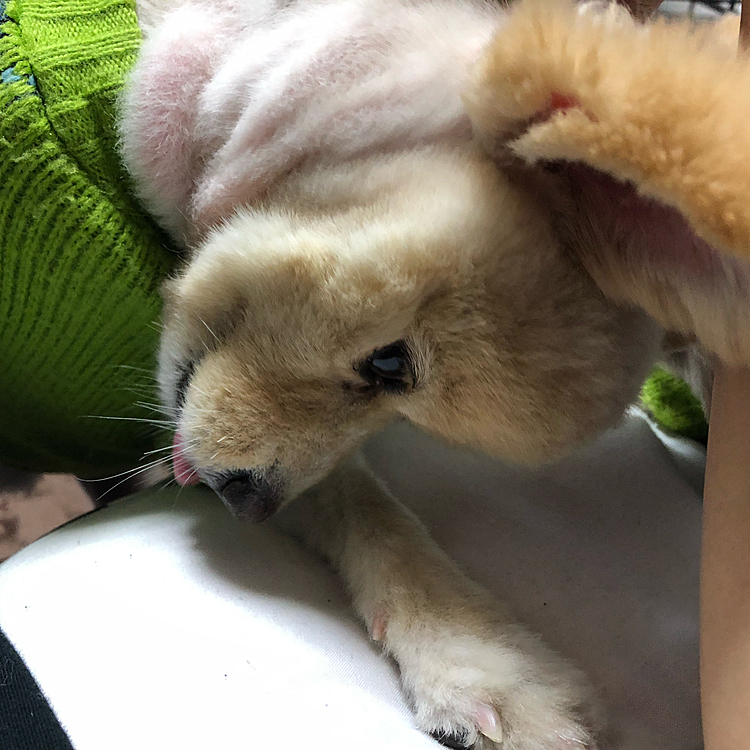 舌ペロ(ᵒ͈̑ڡᵒ͈̑ )