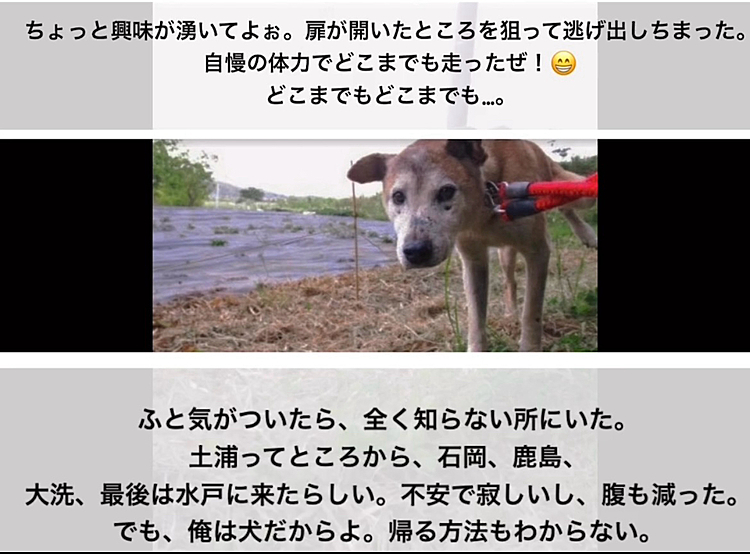 拡散希望…迷子犬を探しています。

茨城
水戸方面