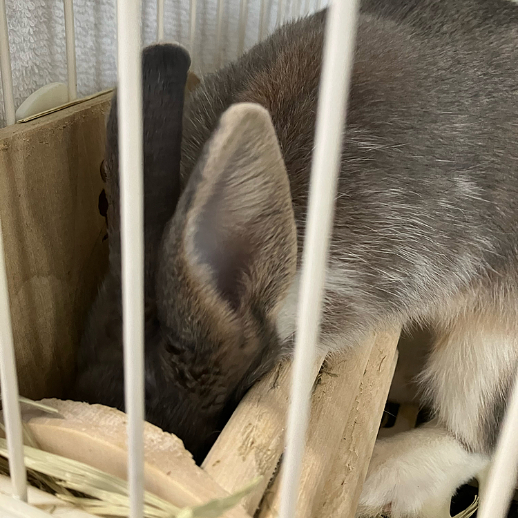 もっとすごい食べ方していました。
食いしん坊ですね😅