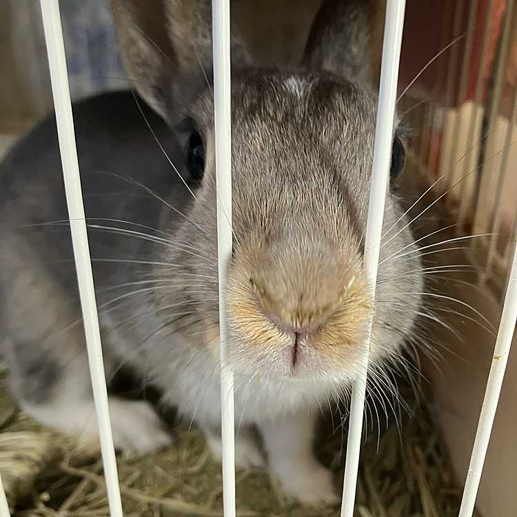 こんばんは。
あめちゃん病院🏥の検査の結果鼻炎（スナッフル）でした。