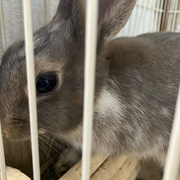 あめちゃんは、とりあえずペレットを食べたら食欲が戻りました😮‍💨