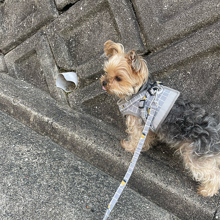 障害物ないよ、、、何故固まるのか😟
散歩に時間がかかります。。