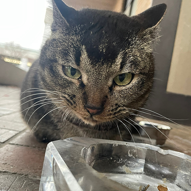 職場の野良猫ちゃん
かなりおデブ😭