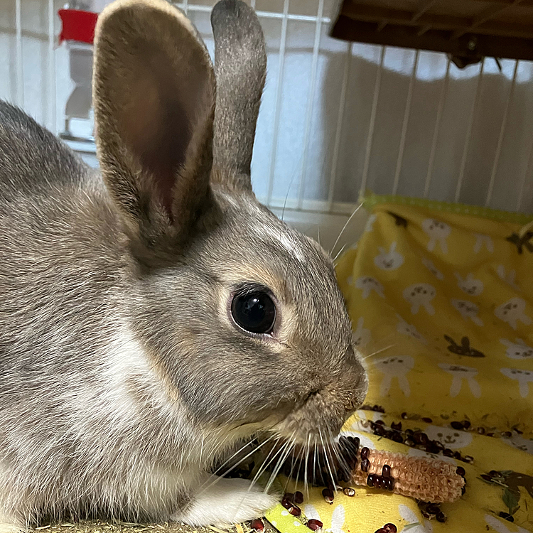 こんにちは♪
今日は、あめちゃんは最近ブームのとうもろこし🌽を食べていました。