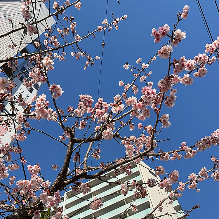 駅前の早咲きの河津桜が咲いていました。
背の高い桜で見上げないと気づかないうちに咲いてしまうのですが、今年ももう咲いていました。



