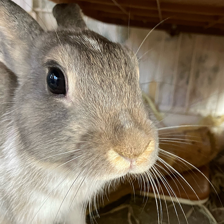 前から見ると普通のうさぎさんですが、