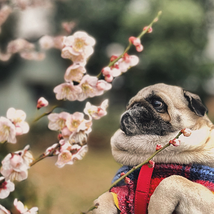 真冬の寒さの中🥶春の香りを感じましたよ🌸