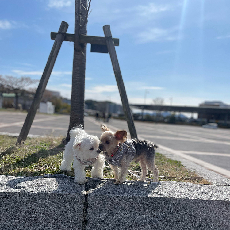 広い公園に散歩にいきました。
珍しい写真がとれました🙂