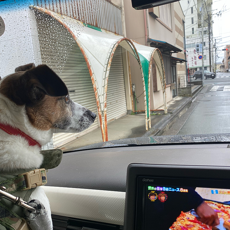 今日も雨の中☔️
トリミングへ向かいます
