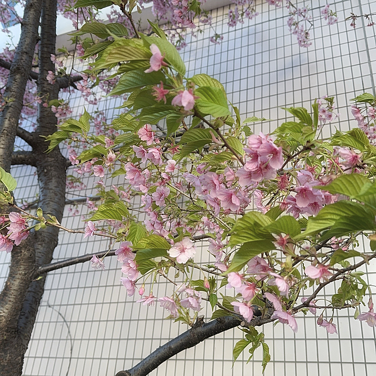 こちらは先日撮った河津桜がもう葉桜に。
強めな風に吹かれながらまだ花びらは散らさず頑張っていました。





