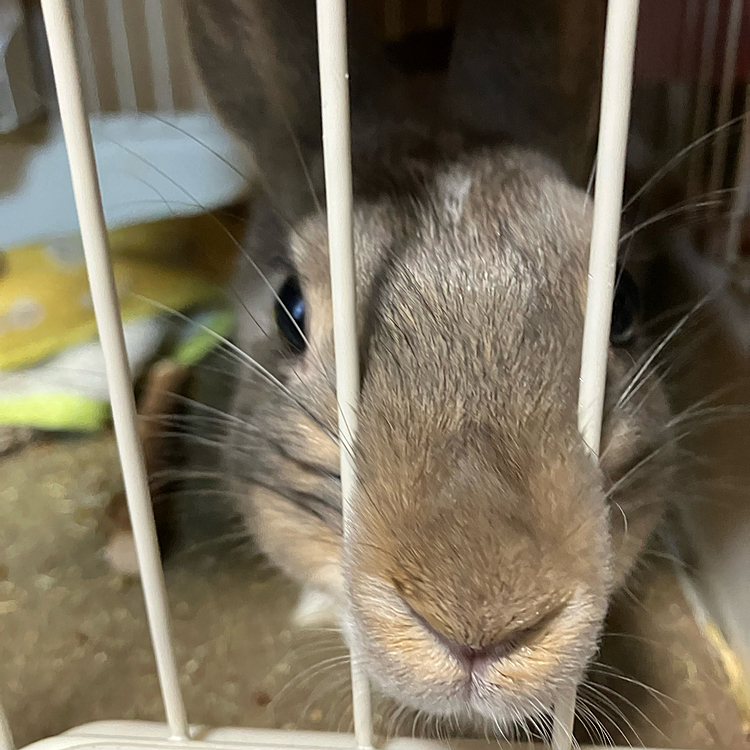 ご飯待ち中のあめちゃん。
せっかく綺麗な顔なのに(*´-`)