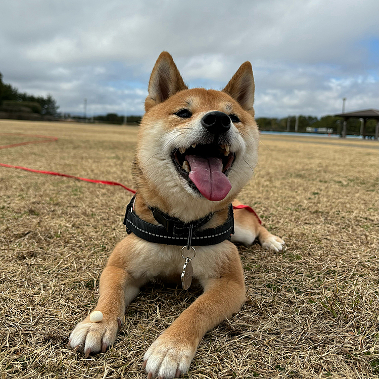 2024.03.01 (金)
櫂の大好きな公園でお散歩🐾
手にのったオヤツ、合図待ちです😊