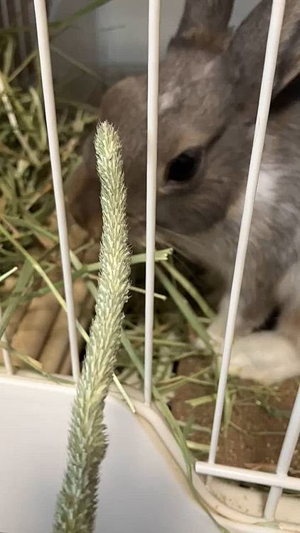 流石のあめちゃんも2口で食べる程大きい穂でした😆
びっくりした表情で食べていて相変わらず可愛いあめちゃんでした💕