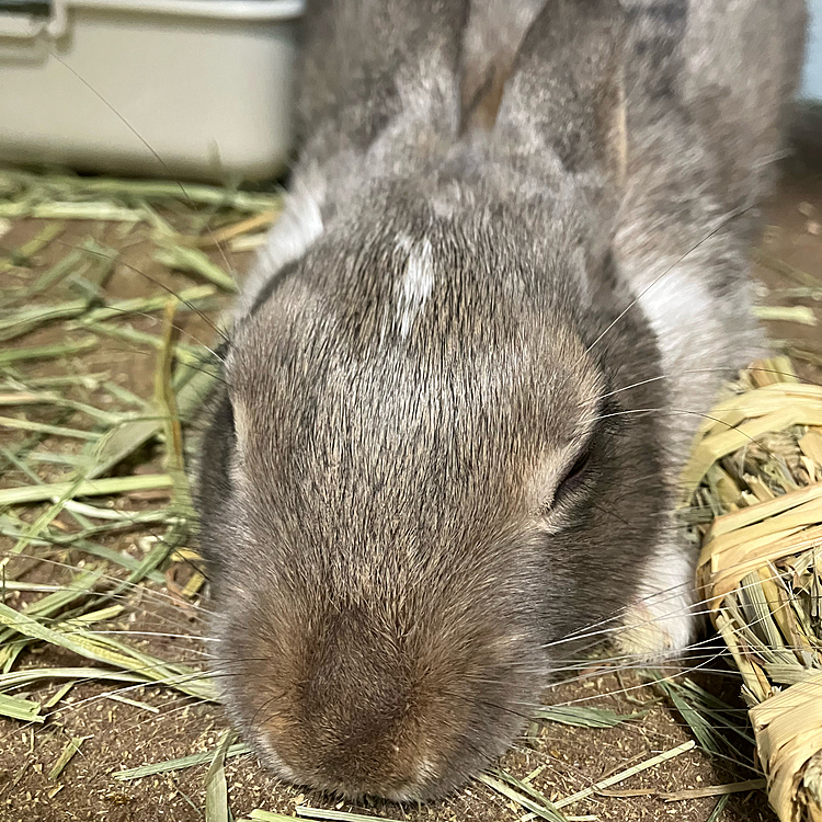 こんにちは♪
今日は、久しぶりに暖かい日だったので、あめちゃんはずっと寝ていました🤭