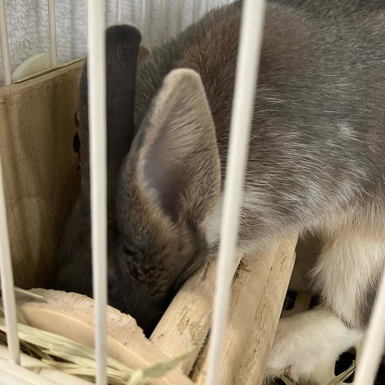 独特な食べ方のあめちゃん。
足をしっかり踏ん張っていますね😆