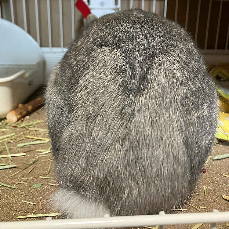 こんにちは♪
今朝起きて窓を開けたら雪❄️が積もっていました。3月なのに春が来るのはもう少し先のようです。
あめちゃんは、なんと換毛期で冬毛と夏毛の境目がうさぎ🐰になっていました😆
