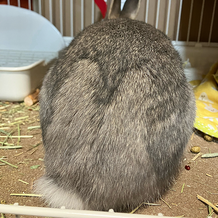 後ろもうさぎ🐰になりました🤭
うさぎアピールがすごい🤣
