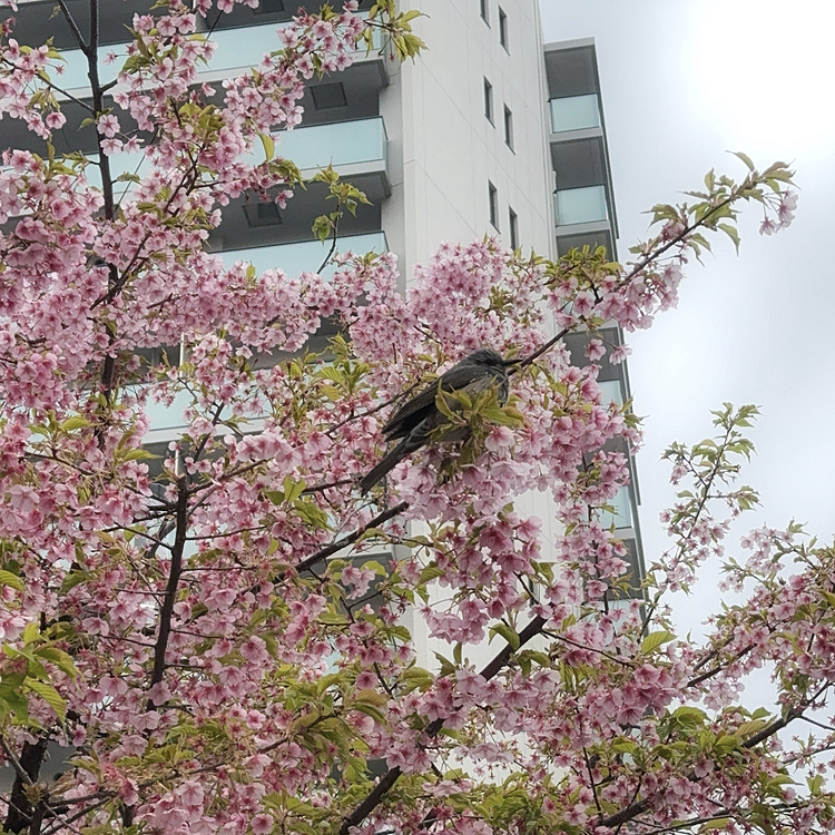 例の早咲き河津桜の木にウグイス？的な鳥がとまっていました！
あの声は聞こえず。
近所や駅に鳩も見かけることなく野生はスズメだけだと思っていましたが

めちゃくちゃ調べました。
ヒヨドリかムクドリの子供かな？？？

野生の生き物見ると、びっくりな感動あります。
