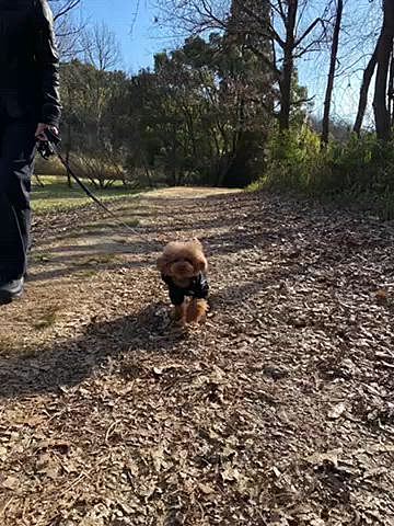 3月3日🎎
パパと一緒に里山を奥まで突き抜けてまたまたショッピングモールへ🐾

高級車を眺めたり🐶🆗の食器屋さんや服屋さんに行ったらイベントしていてイチゴ入りシャンパン頂きました🍓🍾


三色団子でも🍡と思ったら小さすぎて京都銘菓⁈のすはま団子みたいになりました🤣🤣