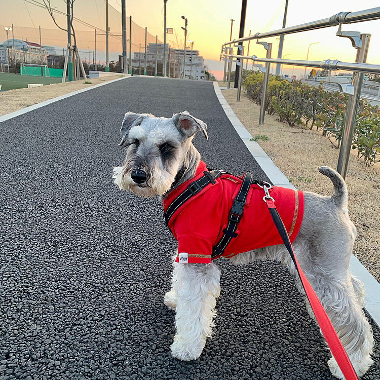 だいぶ日も長くなりお散歩行きやすいですね♪