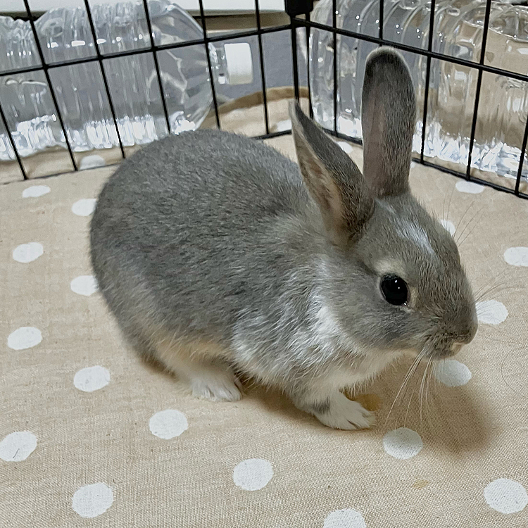 こんにちは♪
あめちゃんの住んでいる東北地方では、夜中地震がありました😫
驚きましたが、あめちゃんも無事で良かったです☺️