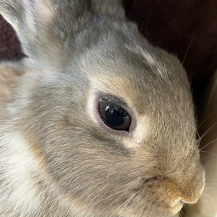 こんにちは♪
あめちゃんはウサバイトの疲れが出たのか、伸びて寝ていました🤭