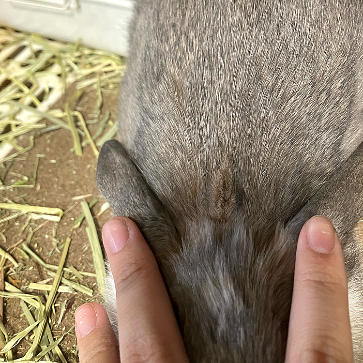 こんにちは♪
あめちゃんの背中の換毛期が終わりそうになってきました。
うさうなじが可愛い茶色になってきました🤭