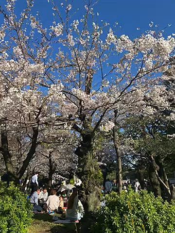 4月1日(月)
仕事帰り職場の友人と歩いて桜で有名な公園へ⛲️
ここは駅近で宴会する人が多く出店も賑やかです🌸
まだ3〜5分咲きでしたが青空に色とりどりの花が綺麗でした(1、2枚目)

2日(火)3枚目〜
昨日の公園にハッピーと行こうと思いましたが翌日から雨予報でお散歩行けないからたくさん歩ける川沿いの桜を見に行く事に♪
こちらも3〜5分咲きでしたが3組の和装の前撮りの方がいました👘
『おめでとうございます』の声掛けに『ありがとうございます』とどのカップルも気持ち良くお返事下さり幸せのお裾分け頂きました💗