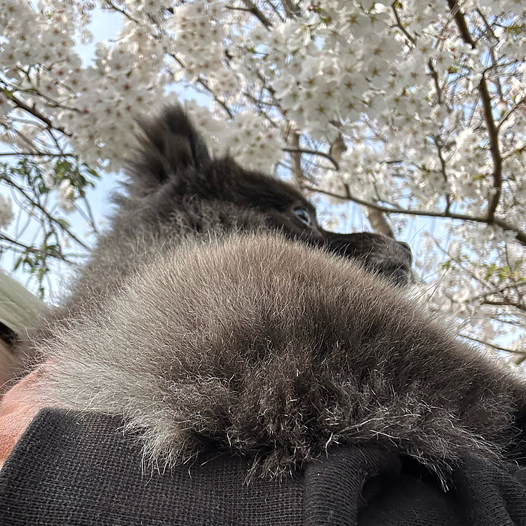 お散歩道の桜🌸と
さすがに8kg超のくましゃん片手に写真撮るのはコレが限界(´× ×`)
頑張って撮ったのにピントがくましゃんの毛😭
