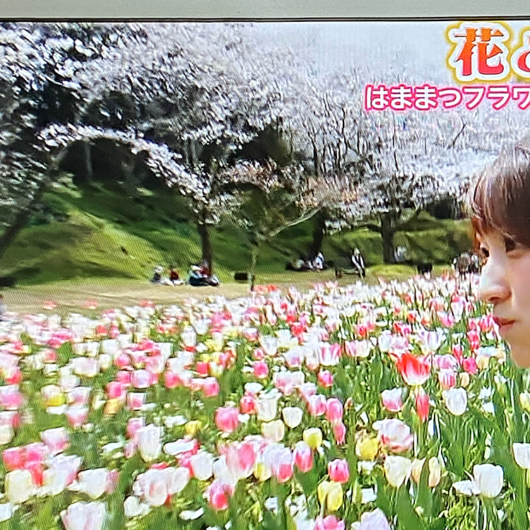 まだ行って無いけど、浜名湖花博やってます
ワンコオッケー👌
チューリップ🌷も桜🌸も満開だそうです
これは、テレビだけど、、😅