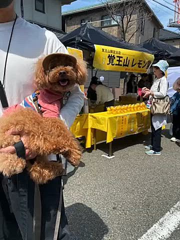 7日(日)
土日で開催されていたお寺の春祭
いつもの癖強パティシエさんもいました🤭

この日は25度の夏日で暑かった🥵
地下鉄2区間あるので途中何度か抱っこしてクールダウン🐾

その後はメタセコ広場すぐの桜の園へ🌸
ハッピーは自転車のカゴへ🚲🧺
飼い主はドリンク🍻や食べ物、チェアなどの荷物を持ち汗だく💦💦

ソメイヨシノも枝垂れ桜も満開でとても綺麗✨
のんびり過ごせました♪