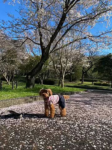 本日は朝から土砂降りでお昼には晴れましたが強風🌀

散ってしまうかと日曜に行った桜の園へ🚲
ピンクの服着てピンクの絨毯の上で写真撮りました🌸

メタセコ広場の枝垂れ桜は見頃で綺麗でした♪
でも時間早かったからお友達には会えず残念😢