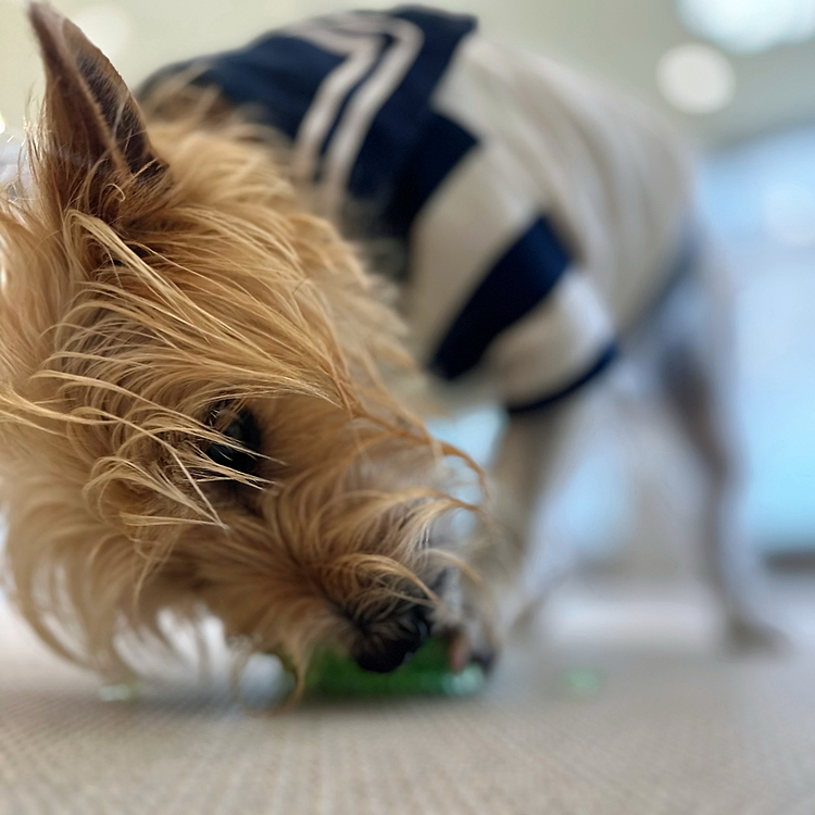 昨日の横浜は大雨☔️の大荒れ🥶
室内ドッグランへ行ってきました🐕