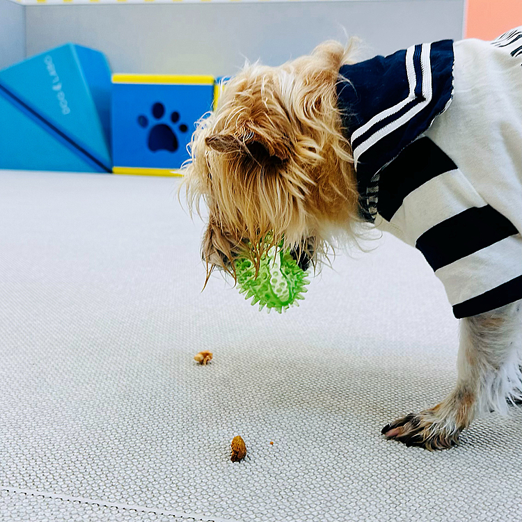 ドッグランなのに、ボールに夢中で走らない🤣おやつを置いて食べる瞬間にボールを取ろうとしたけど失敗😂😂😂