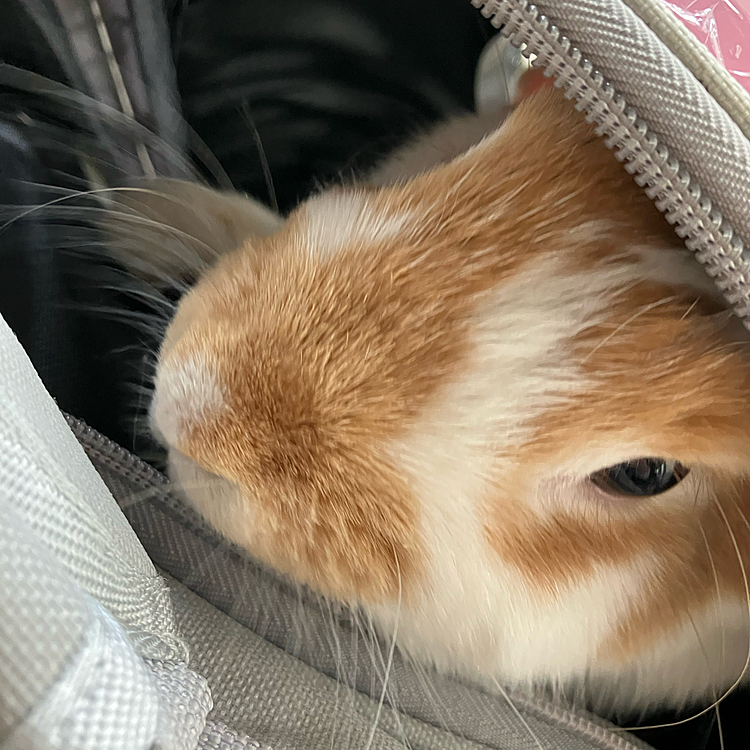 昨日は雨がピークの中、健康診断も兼ねて爪切りに病院に行ってきました(* 'ᵕ' )☆
バスで行く場所なので早めに出たらとんでもなく早くついて近くで2人で雨宿りしながら待ちました😇