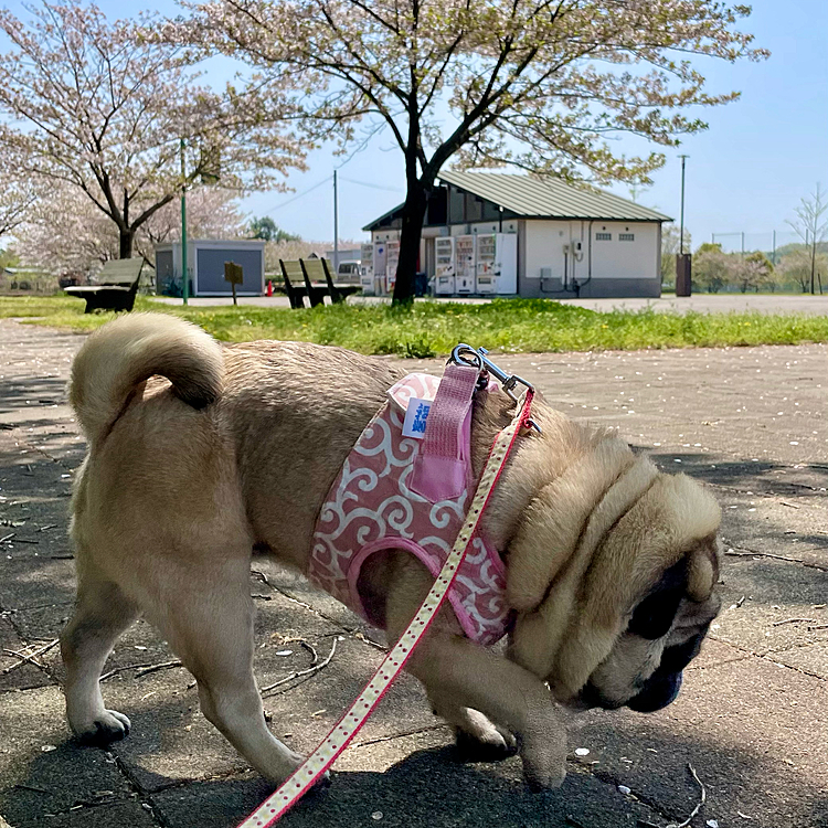 病院の後は近くの運動公園をお散歩🐾