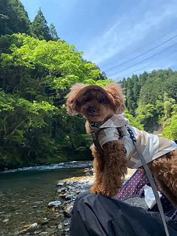 川は相変わらず綺麗で日陰では寒いくらいでしたが日向は暑くてお昼寝は出来なかったババさん💤
ハッピーはパパさんの腕の中でウトウト気持ち良さそう😪

義父母も喜んでくれたし良い1日になりました🐶
