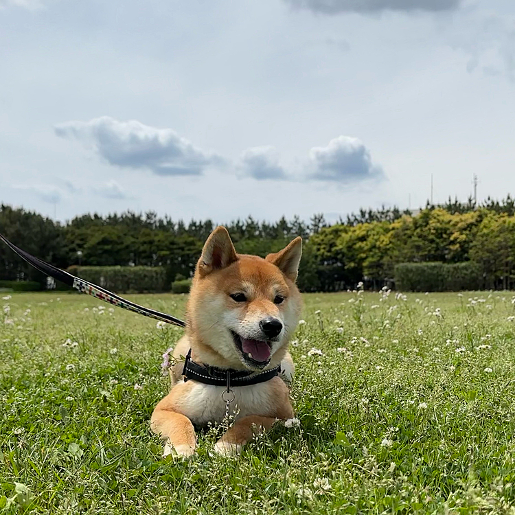 遠くで遊んでいるわんこ🐶が気になる櫂さん

